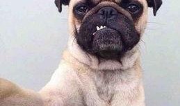 巴哥最新爆料视频播放量,揭秘背后惊人真相！